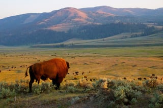 7 Life Changing Things To Do In Yellowstone