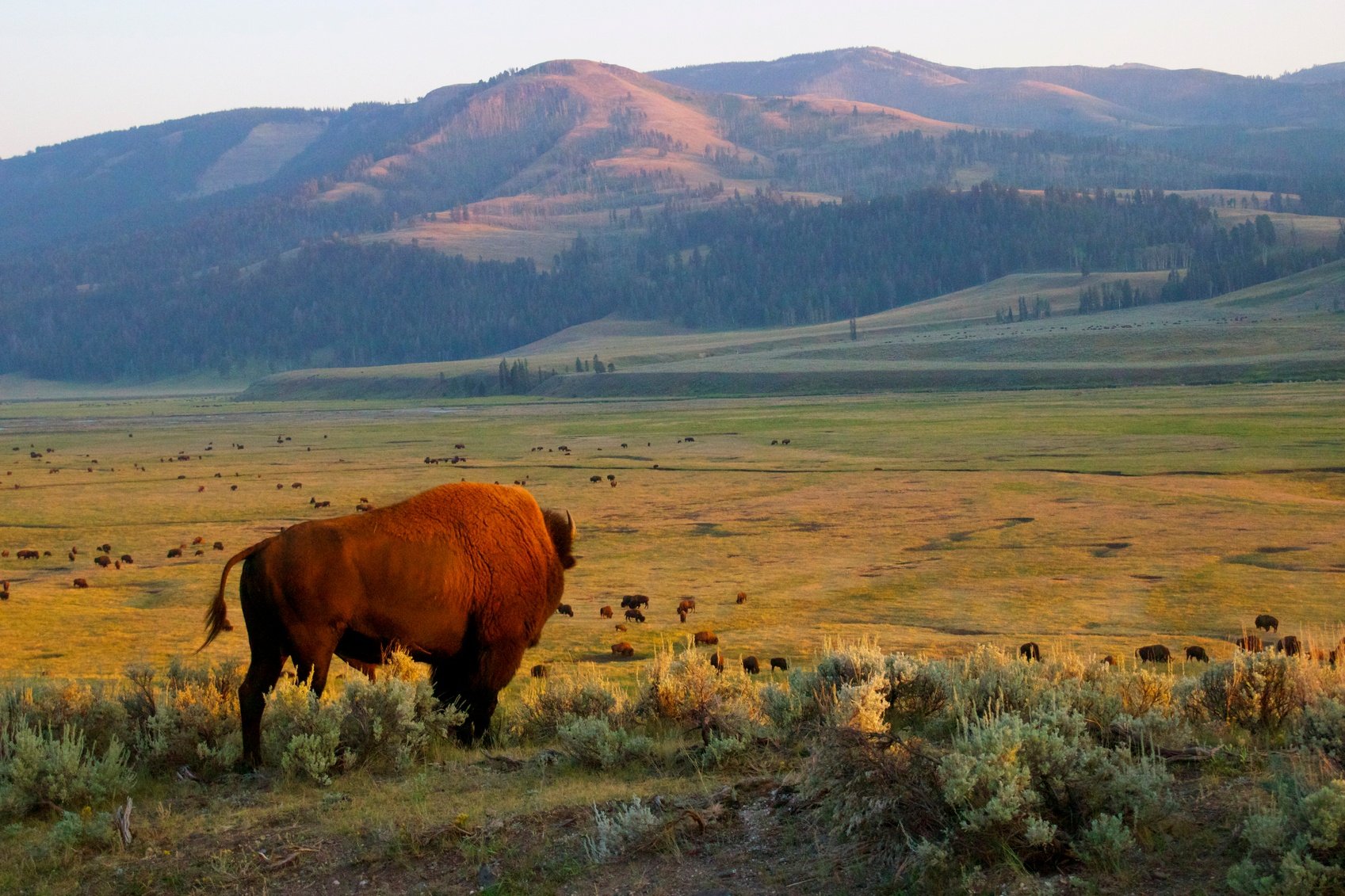 Things To Do In Yellowstone
