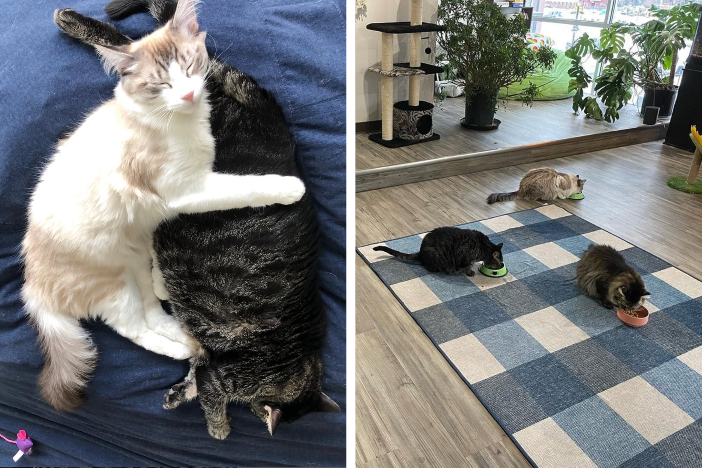 Cats eating and snuggling at the Cat Show Cat Cafe in Bozeman