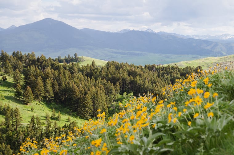 Drinking Horse Mountain Trail in Bozeman, Montana