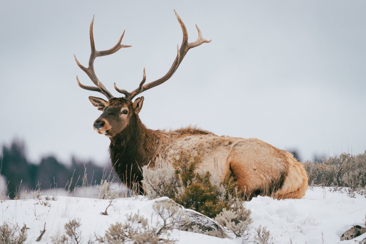 A male elk in laying in the snow in Yellowstone National Park