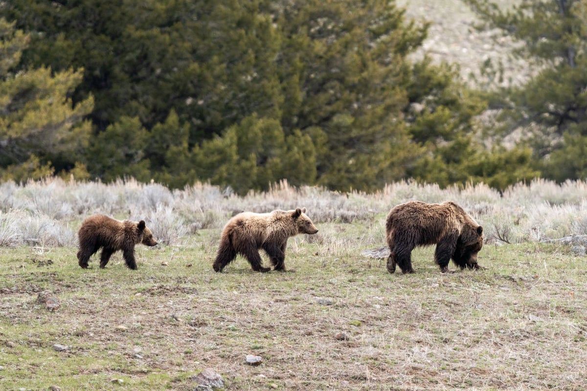 A grizzly bears and two cubs walking in grass Yellowstone National Park