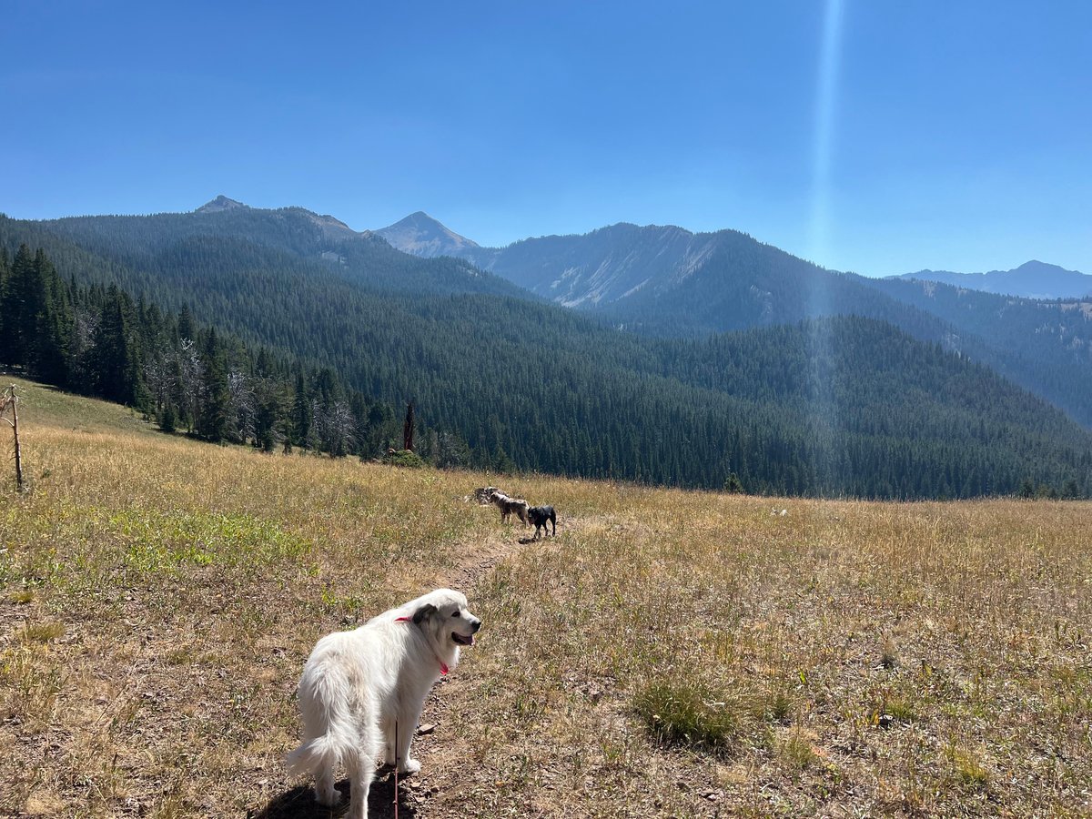 Three dogs on the History Rock Trail in Bozeman, Montana