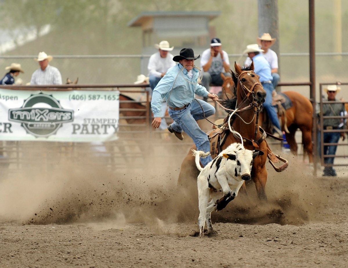 Cowboy steer wrestling at an outdoor arena at a rodeo