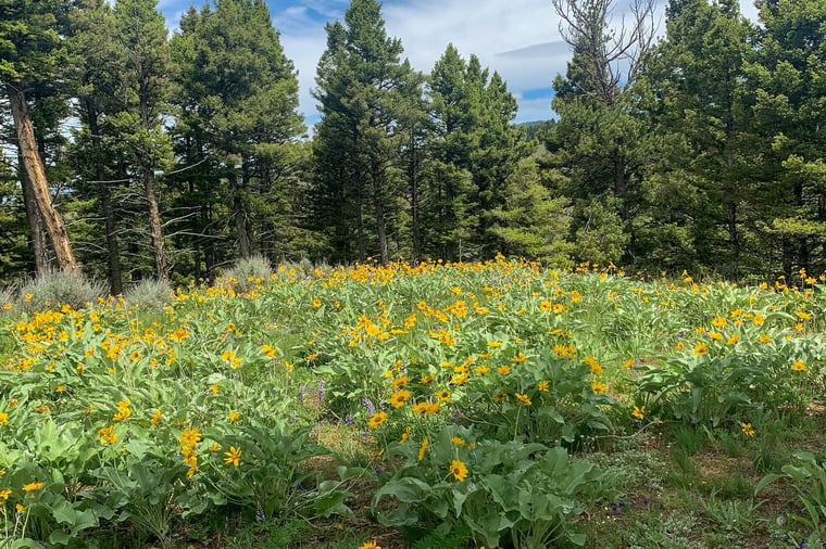 Sypes Canyon Wildflowers in Bozeman, Montana
