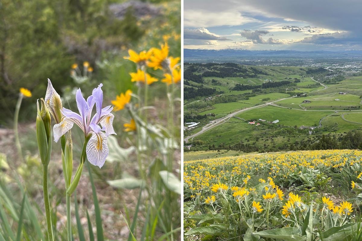 Wildflowers on The M Trail in Bozeman, Montana.