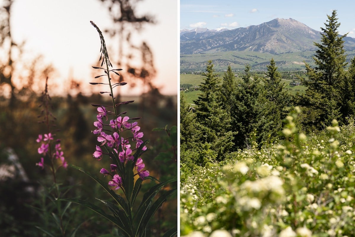 Left image: Fireweed blooming on the Triple Tree Trail. Right image: Flowers blooming in front of the Bridger Mountains.