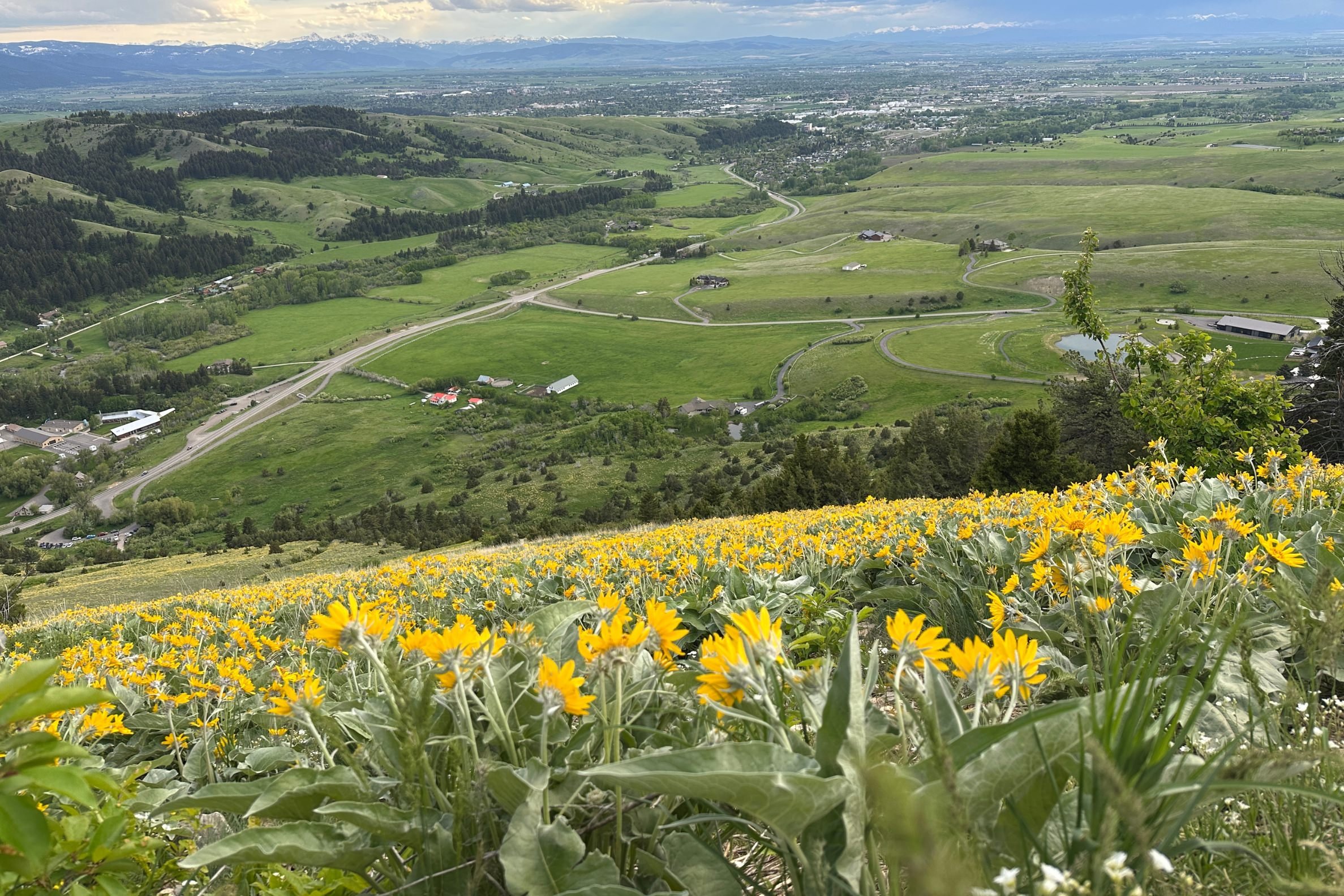 Wildflowers on The M Trail in Bozeman, MT-1