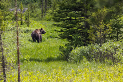 Bear in Yellowstone National Park