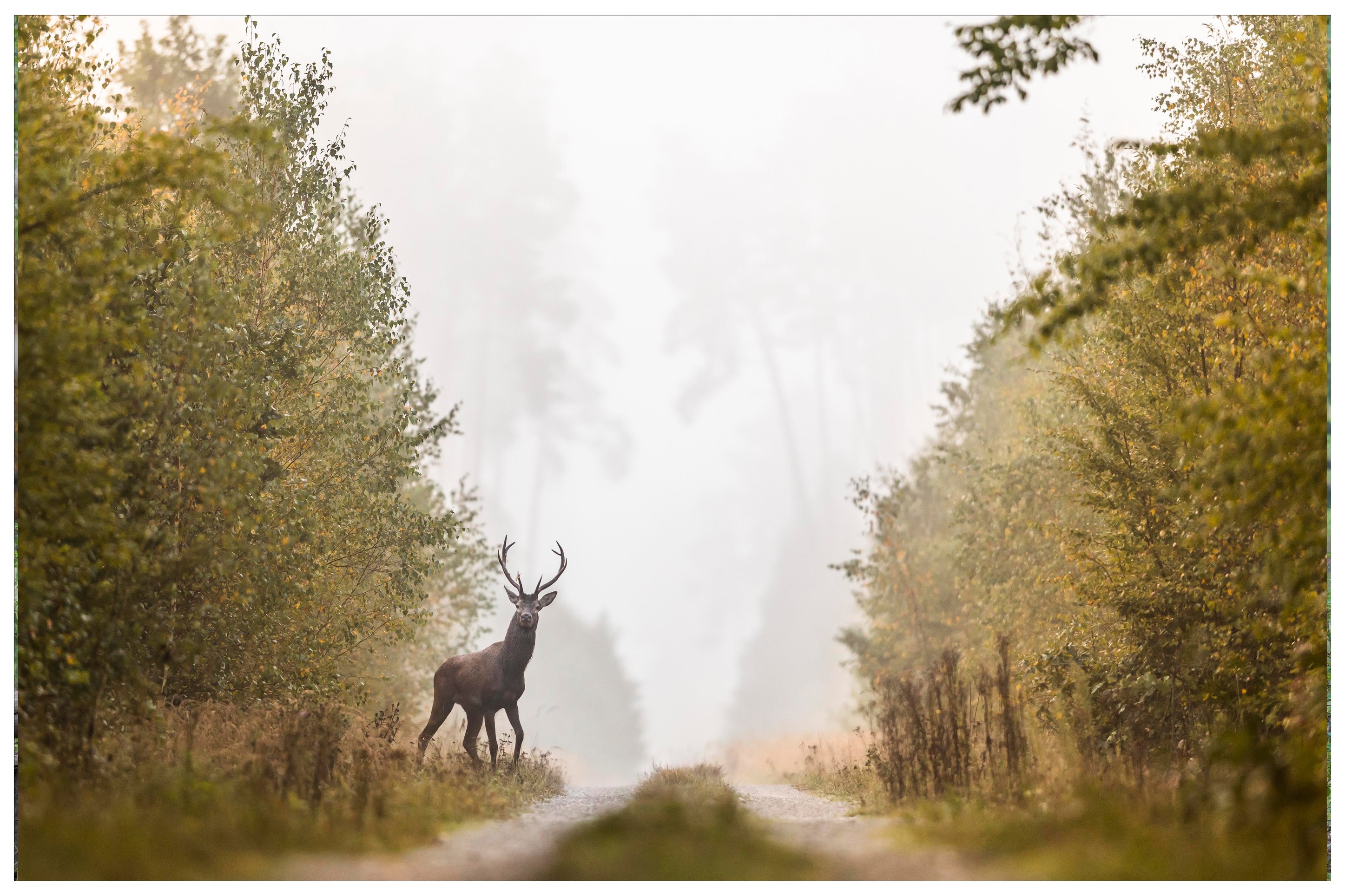 The Basics of Elk Hunting Near Bozeman