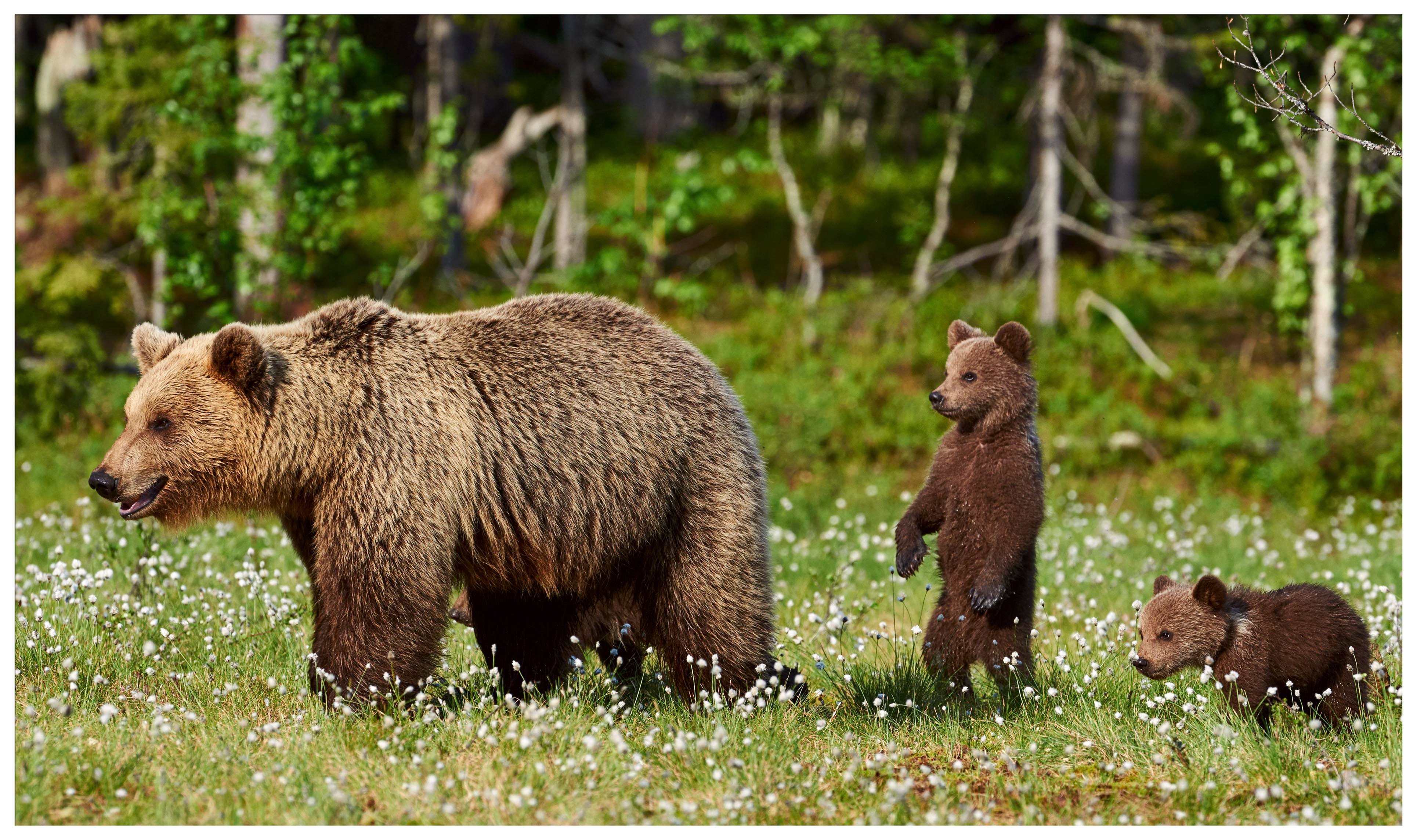 Bears In Montana