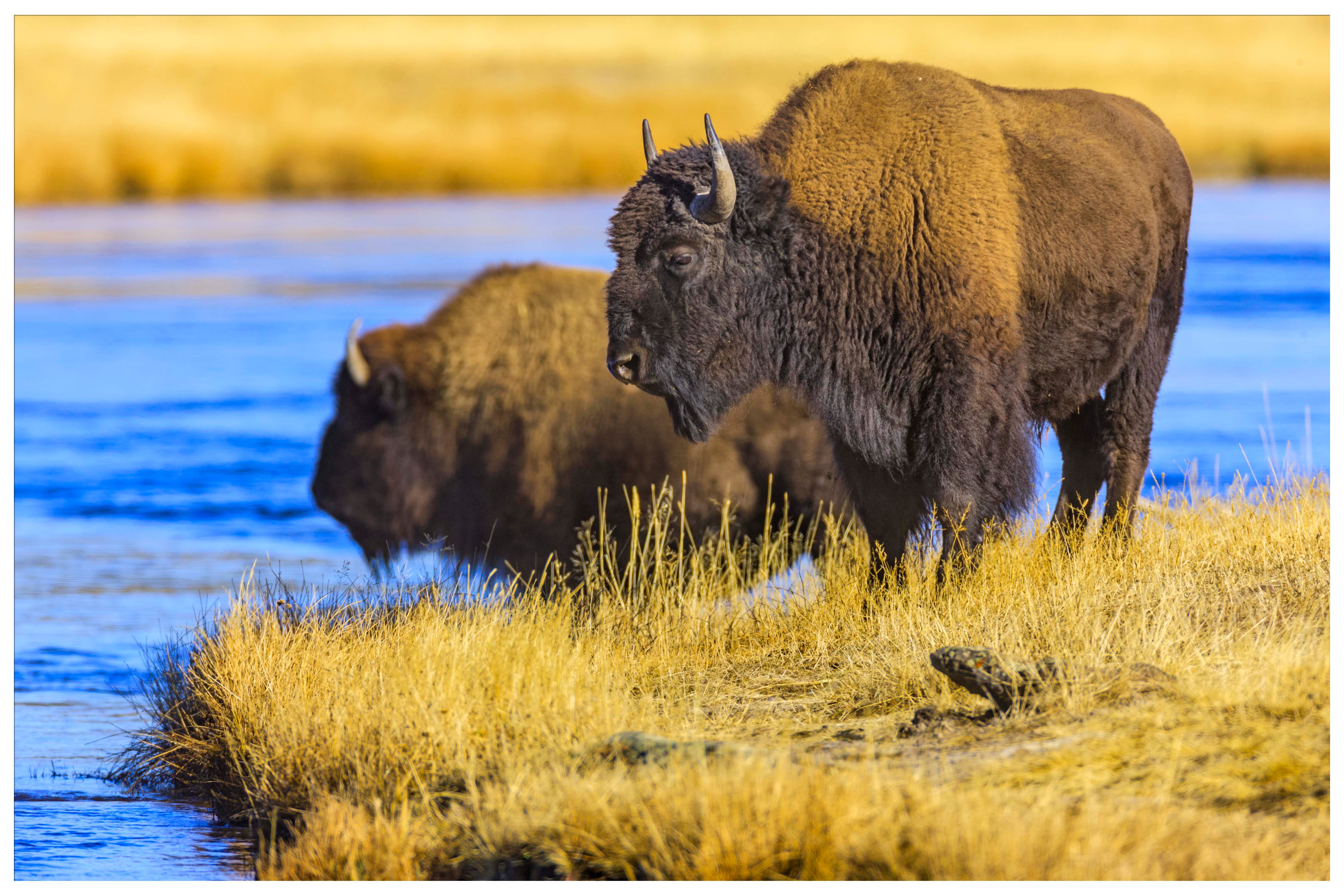 15 Interesting Yellowstone National Park Facts You Didn't Know