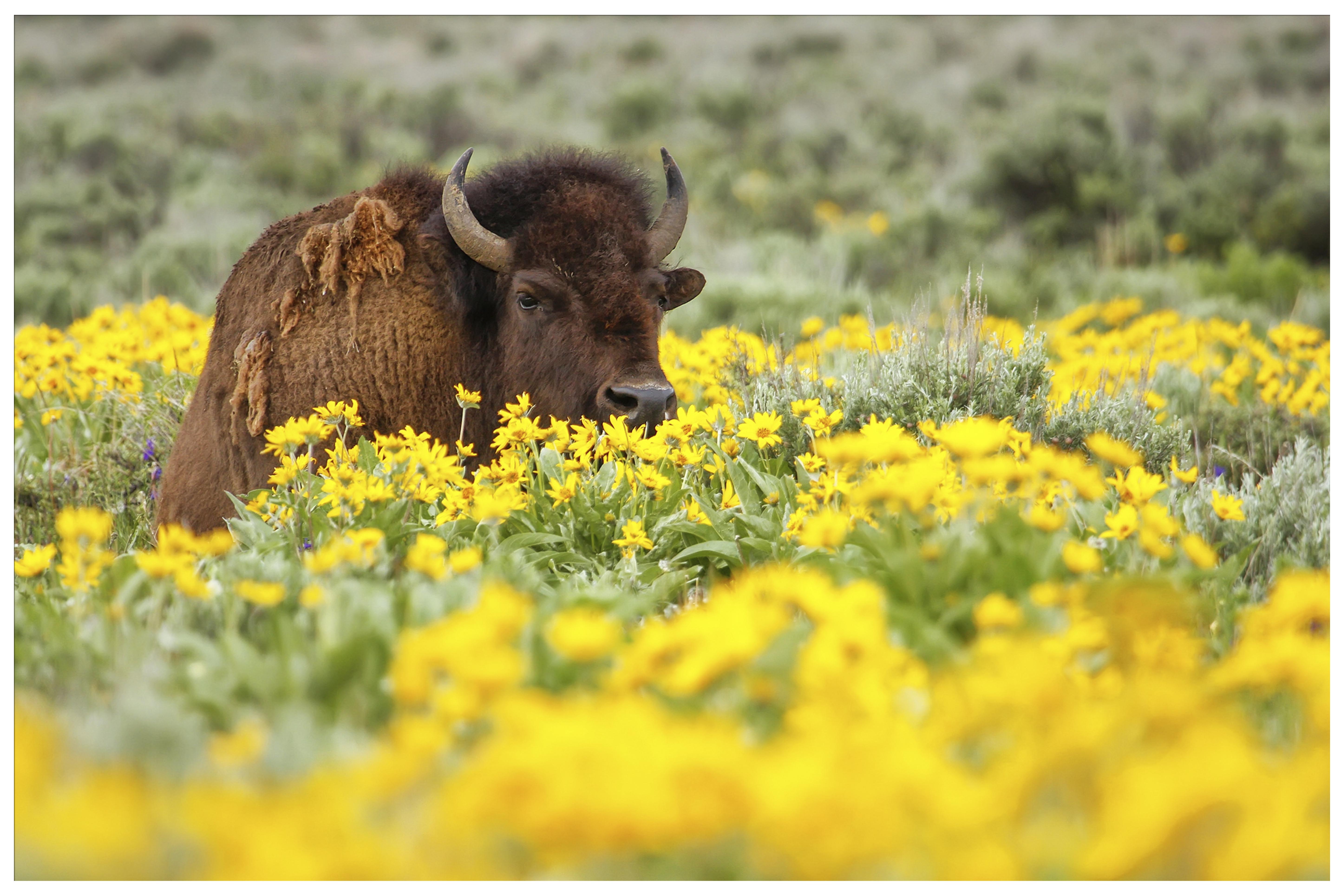 Wildlife To Watch In Yellowstone National Park