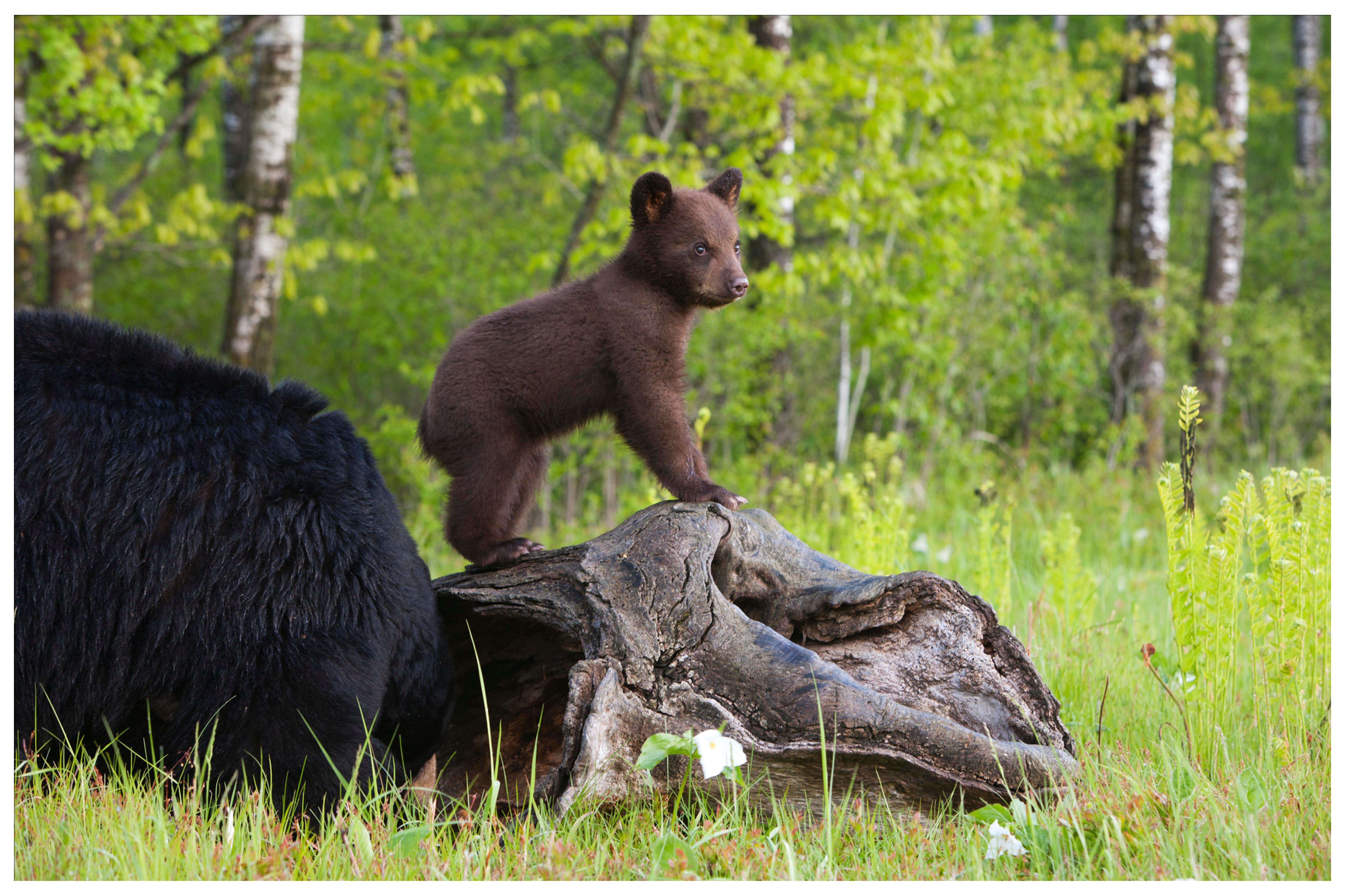 Black Bear Cub