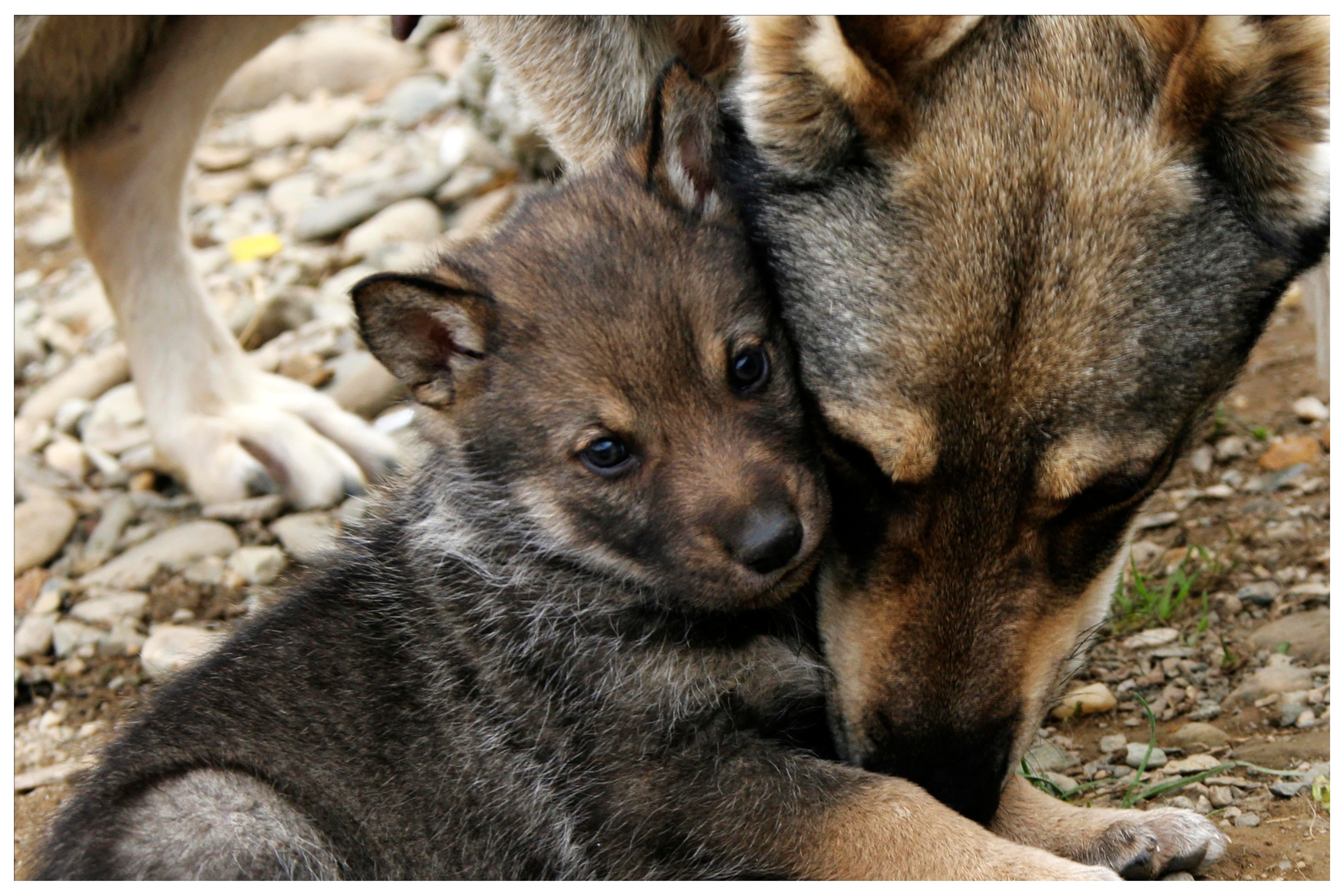 Wolf Cub