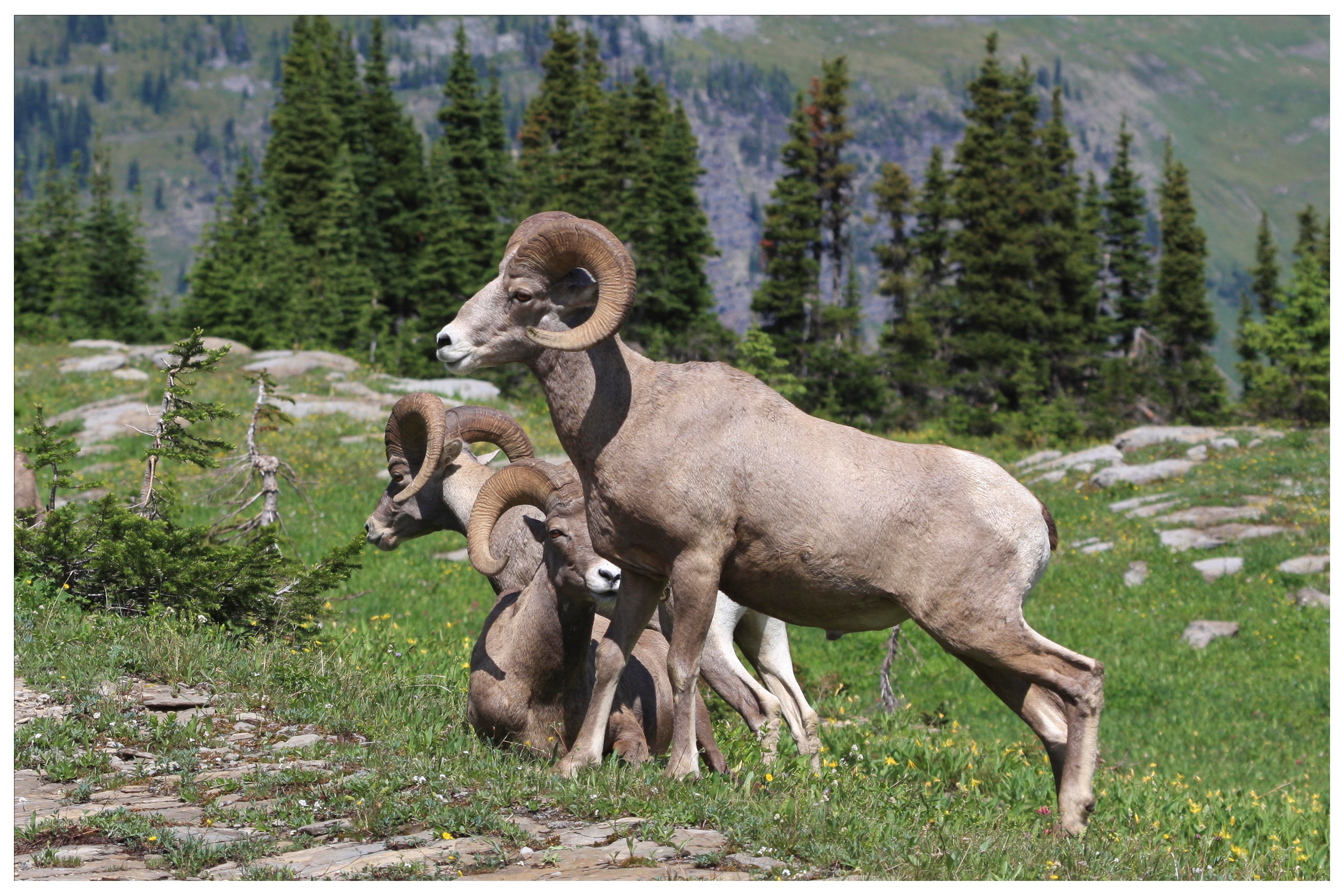 Bighorn