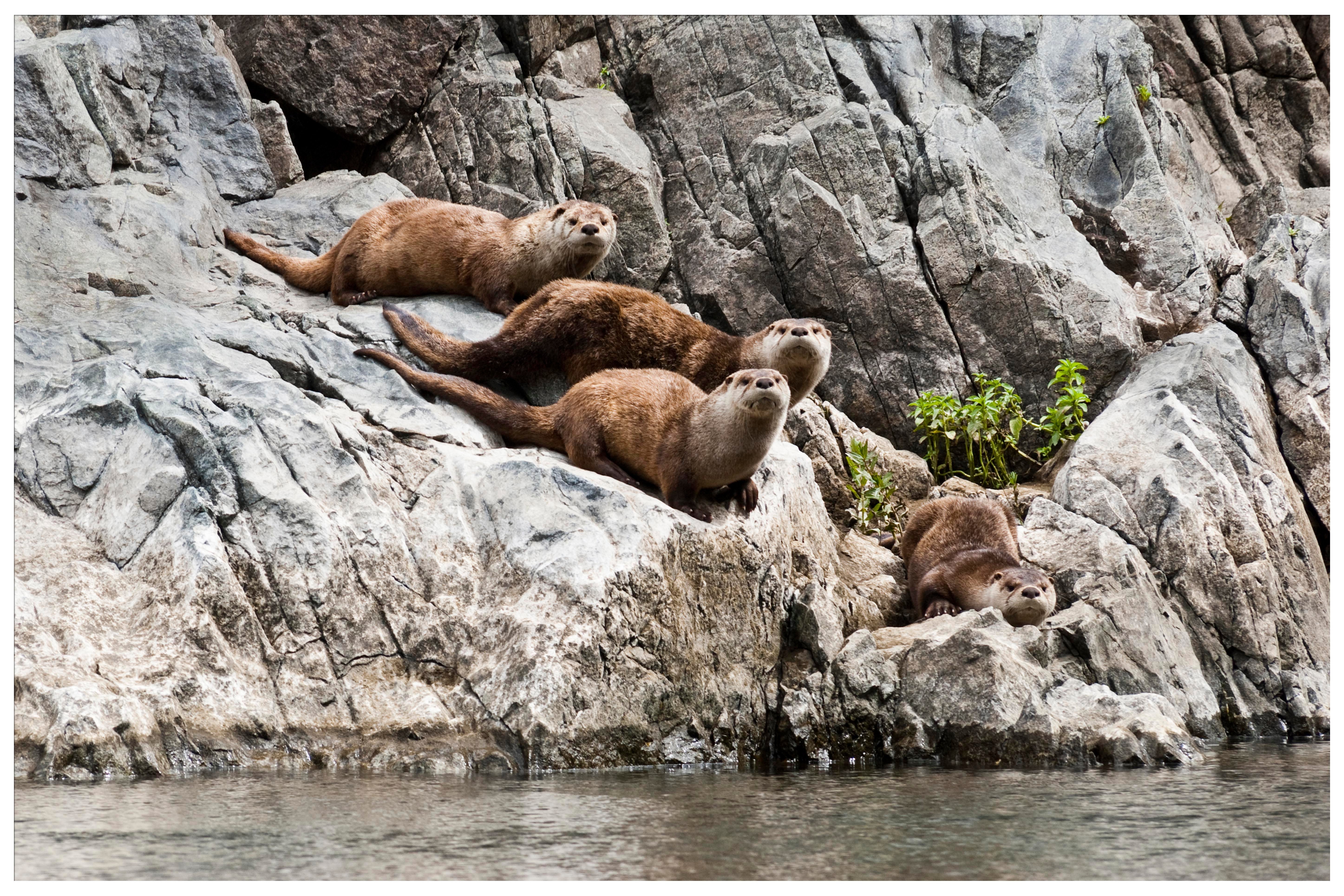 River Otter