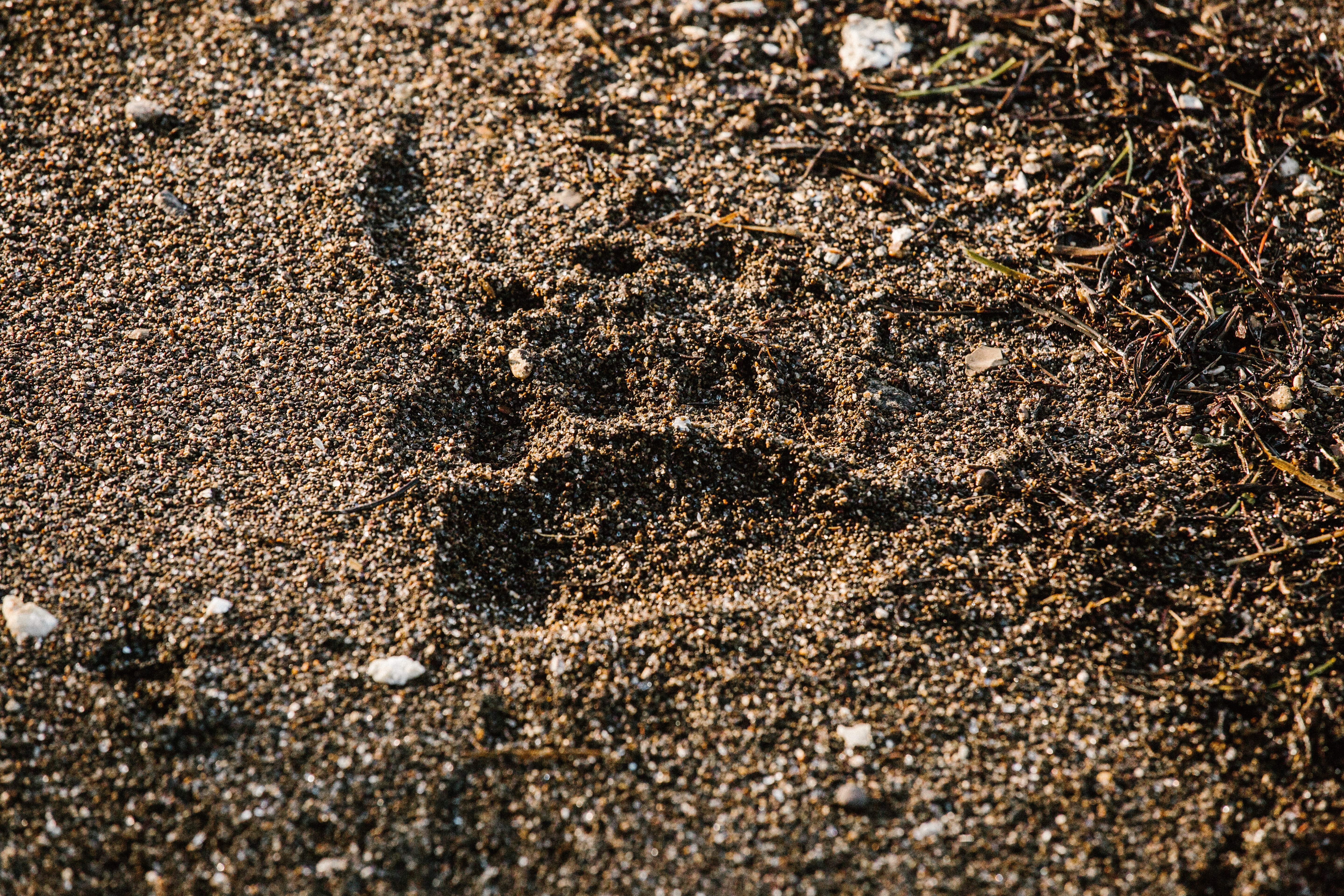 bear paw print in yellowstone national park