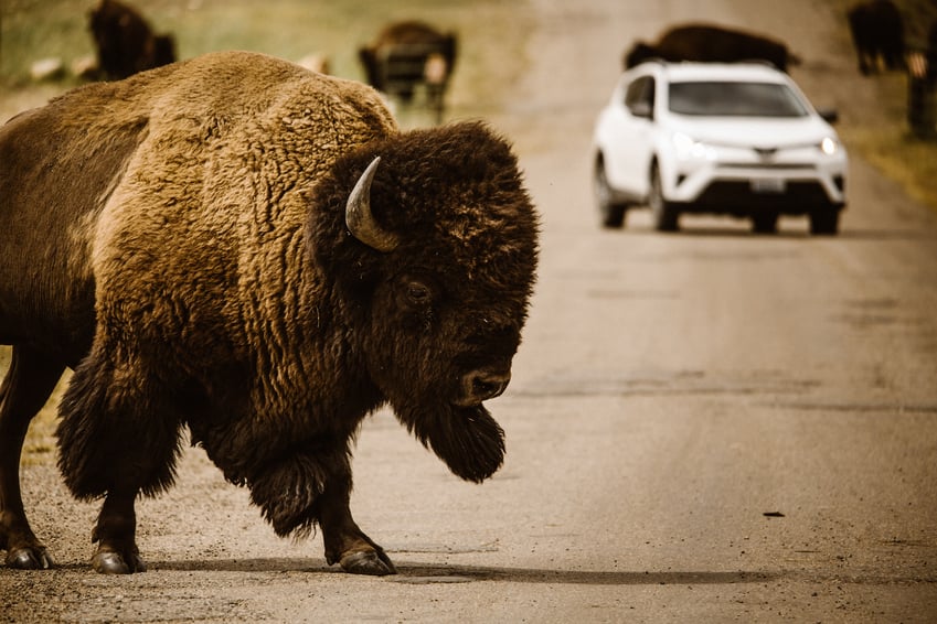 bison walking in the street in yellowstone national park