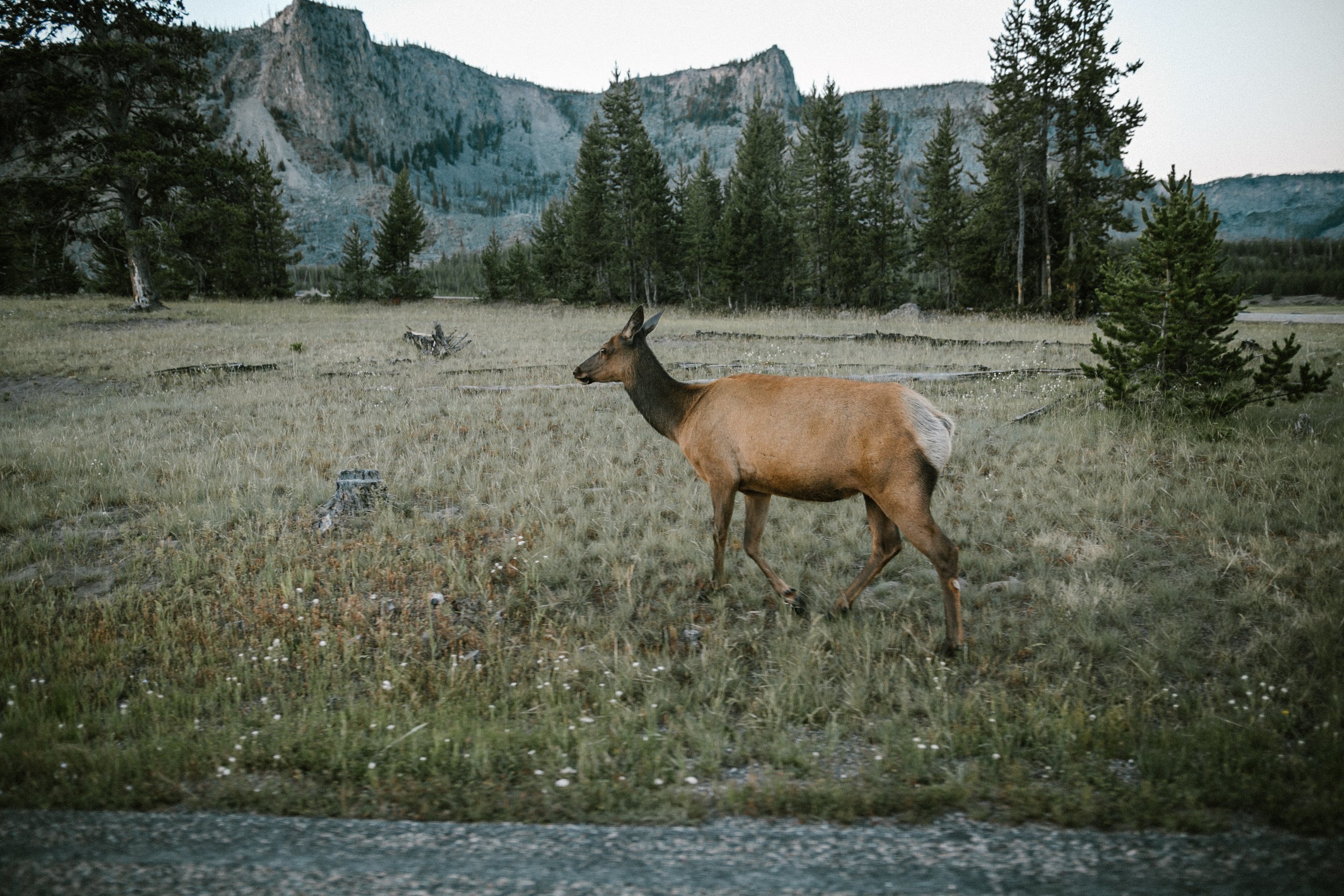 elk in yellowstone national park