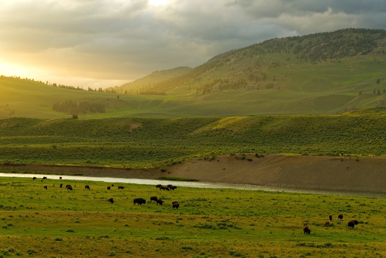 When Is the Best Time To Visit Yellowstone?