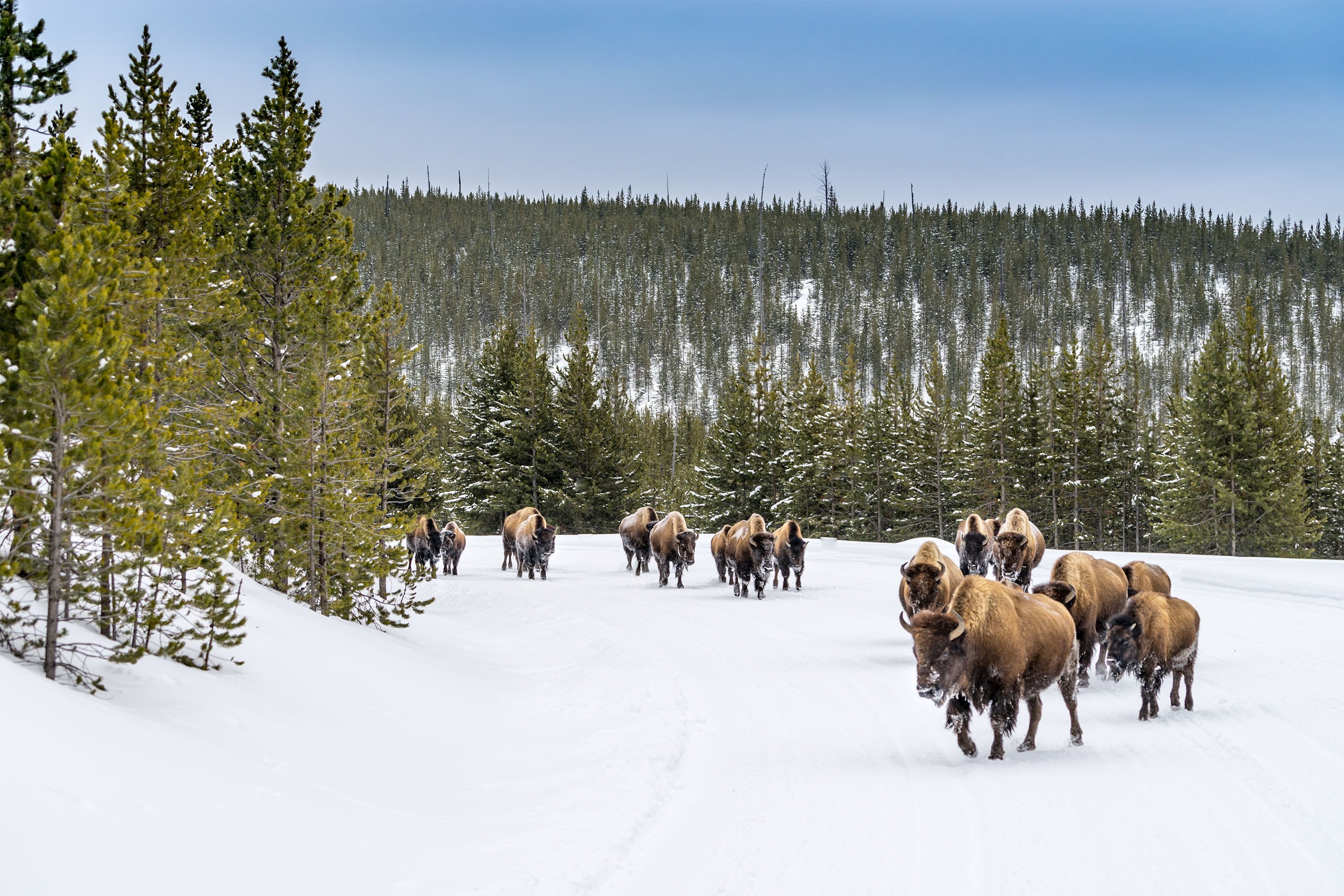 Bison in Yellowstone during winter