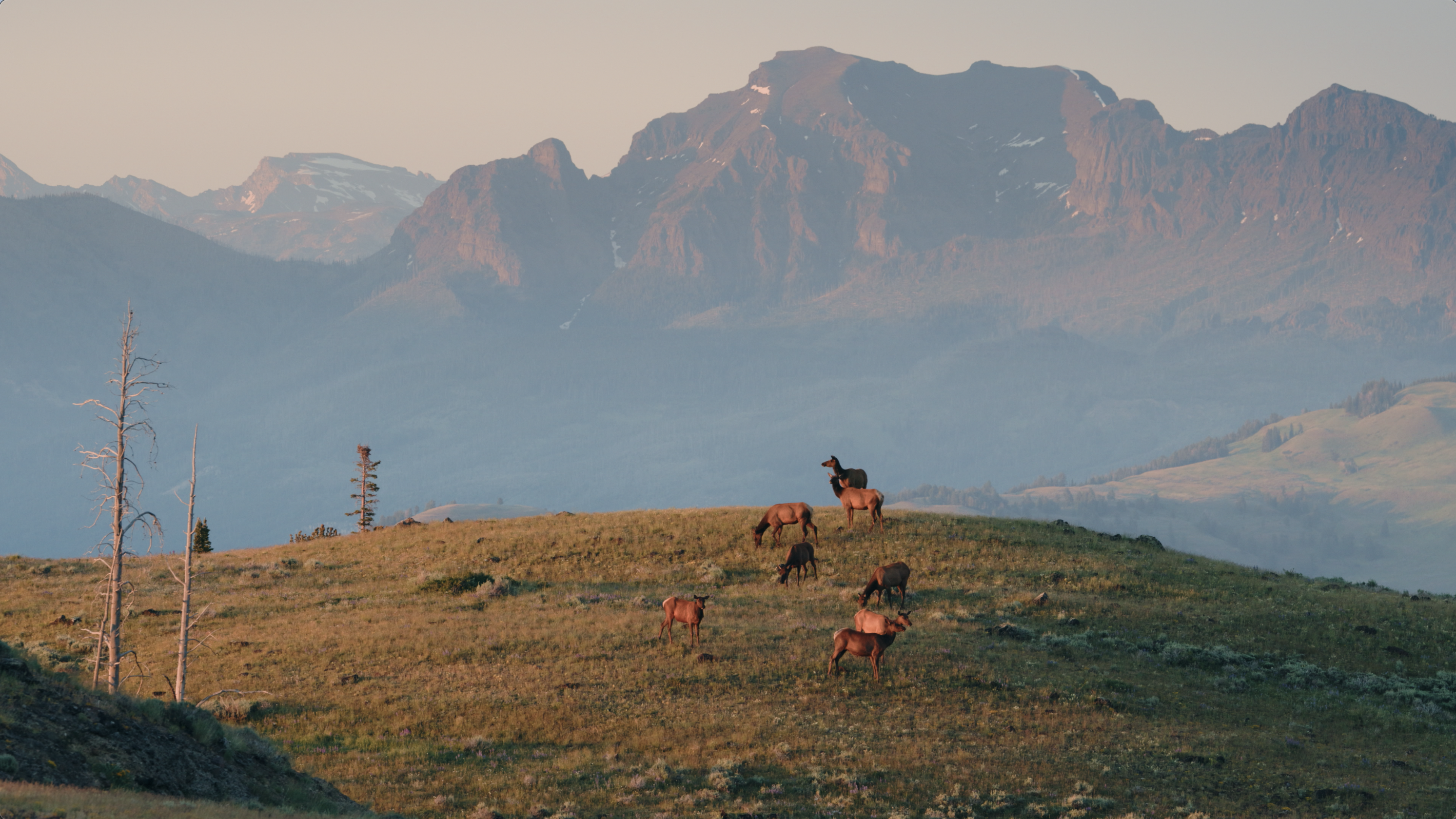 Elk on a hill in Yellowstone National Park