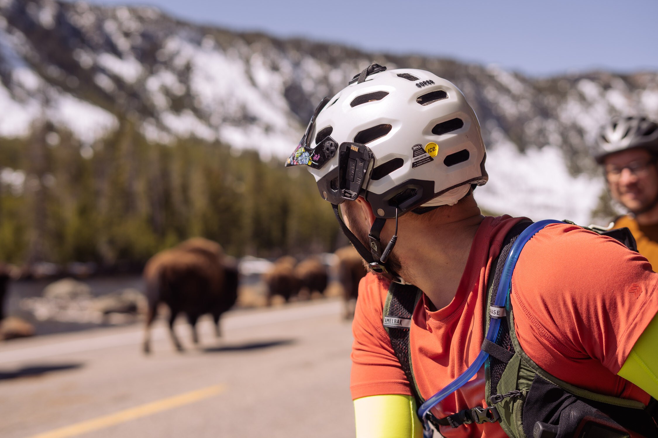 Biker looking back at a herd of bison while road biking in Yellowstone National Park.