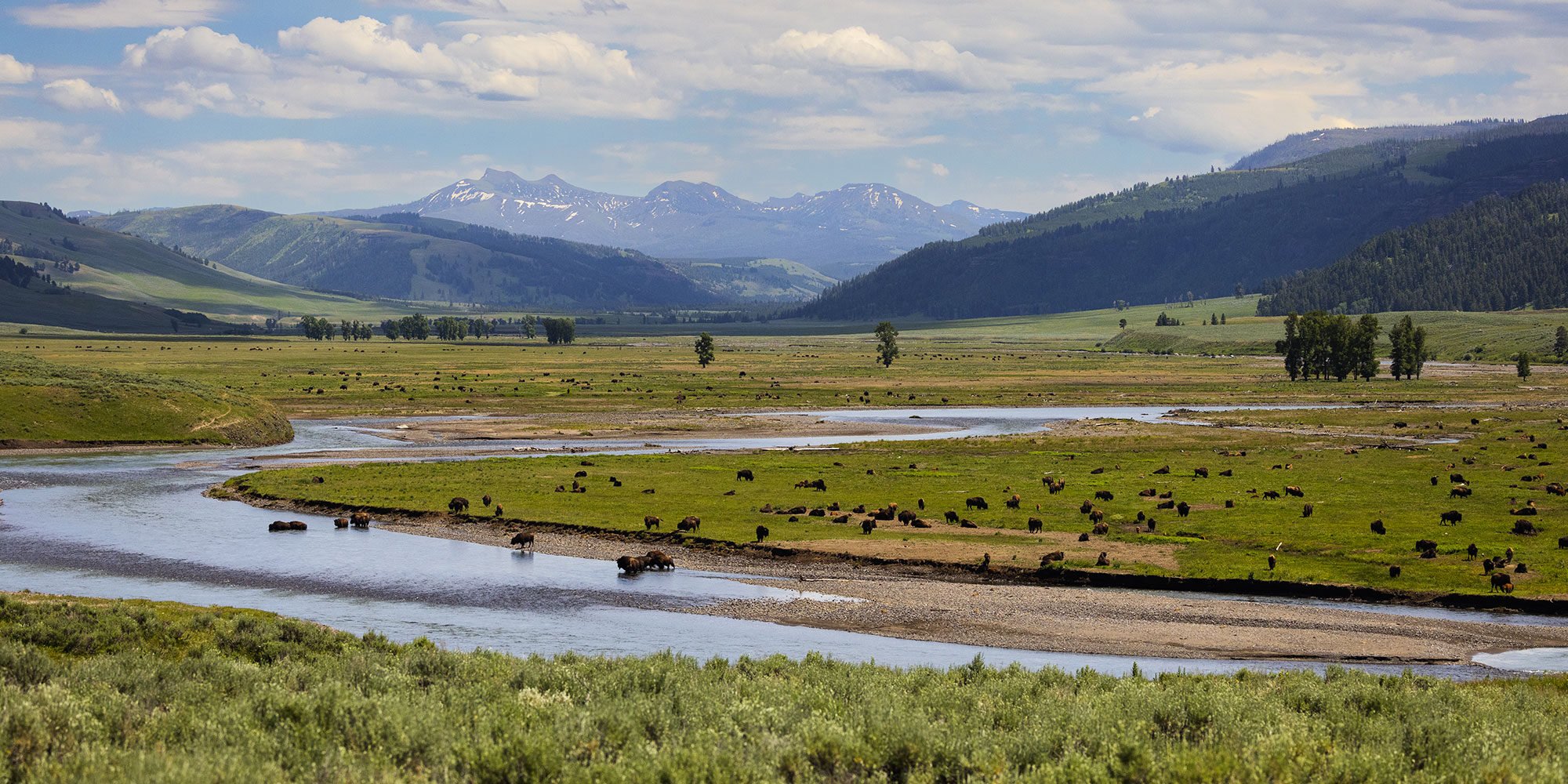 Yellowstone buffalo herd